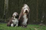 BEARDED COLLIE 309